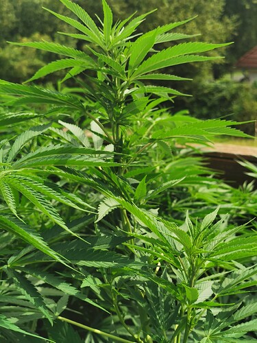 Growreport Bild 6