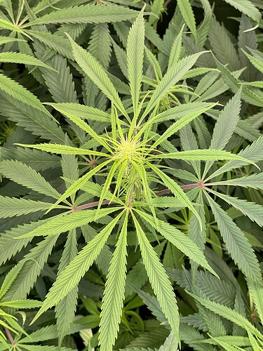 Growreport Bild 7