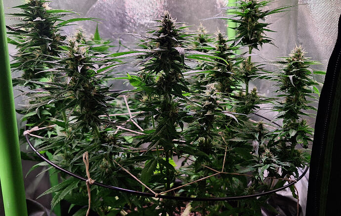 Growreport Bild 7