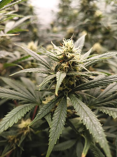 Growreport Bild 13