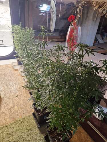 WhatsApp Bild 2024-05-19 um 11.03.40_69fd6141