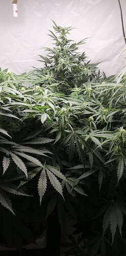 IMG_20240617_215711 (1)