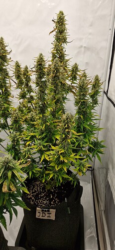 Growreport Bild 6
