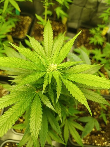 Growreport Bild 4