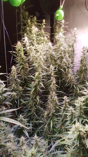 Growreport Bild 2