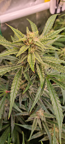 Growreport Bild 27