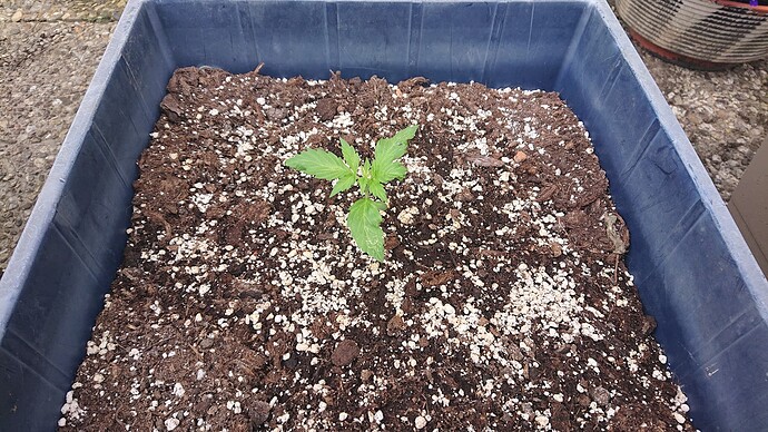 Growreport Bild 27
