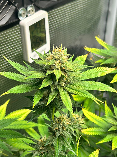 Growreport Bild 26