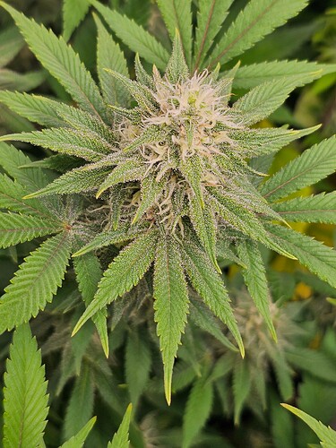 Growreport Bild 2