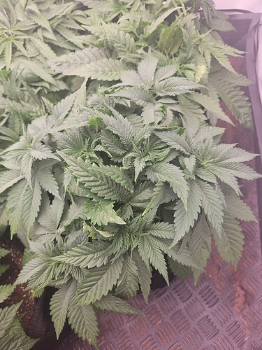 Growreport Bild 9