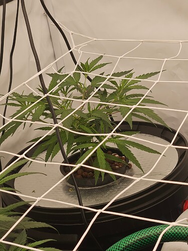 Growreport Bild 5
