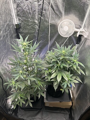 Growreport Bild 2