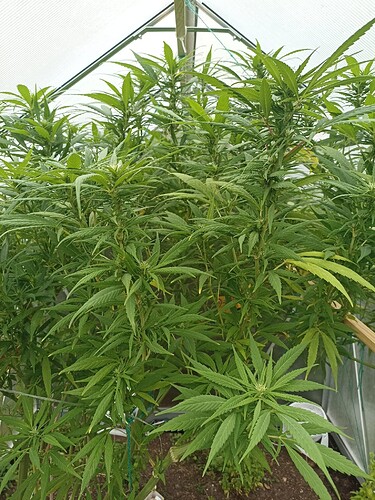 WhatsApp Bild 2024-10-01 um 16.05.49_7603506c