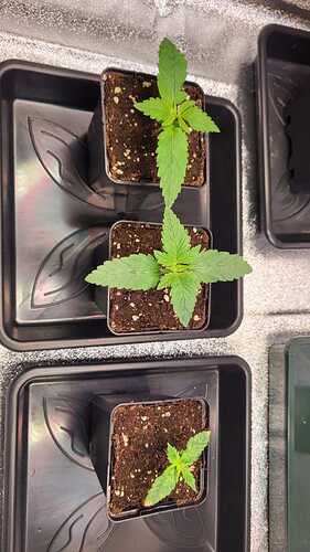 Growreport Bild 55