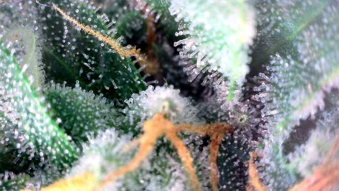 Growreport Bild 24