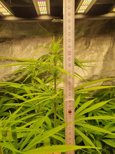 Eine junge Cannabispflanze wird mit einem Maßband gemessen, das von 74 bis 98 cm reicht. Die Pflanze hat mehrere Verzweigungen und zeigt Anzeichen von Wachstum. Im Hintergrund sind zwei LED-Wachstumslampen zu sehen.