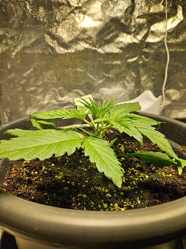 Growreport Bild 43