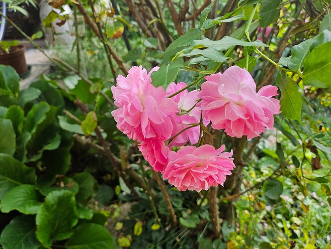 Rosen