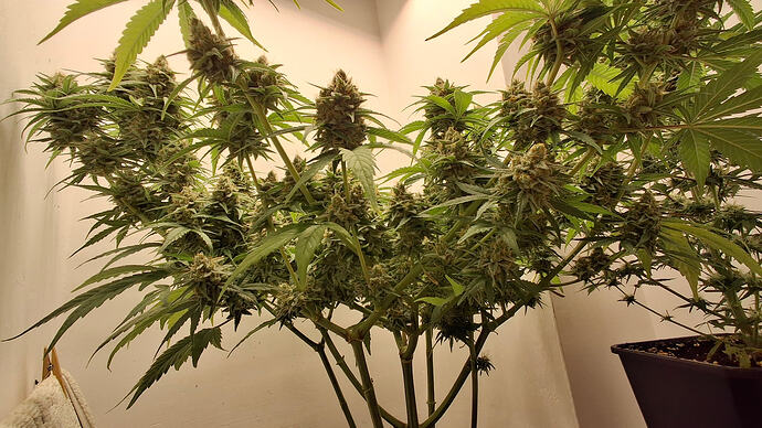 Growreport Bild 333
