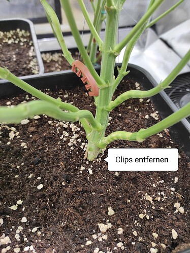 Growreport Bild 2