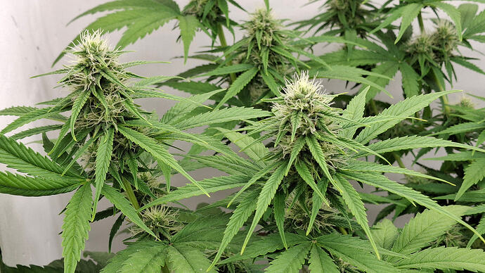 Growreport Bild 272