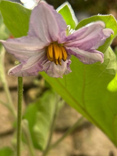 Growreport Bild 35