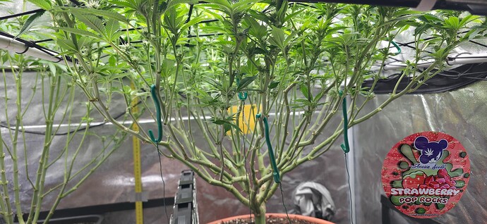 Growreport Bild 45