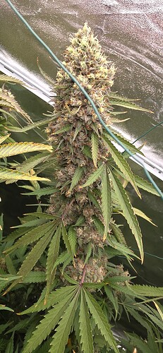 Growreport Bild 76