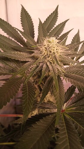 Growreport Bild 62