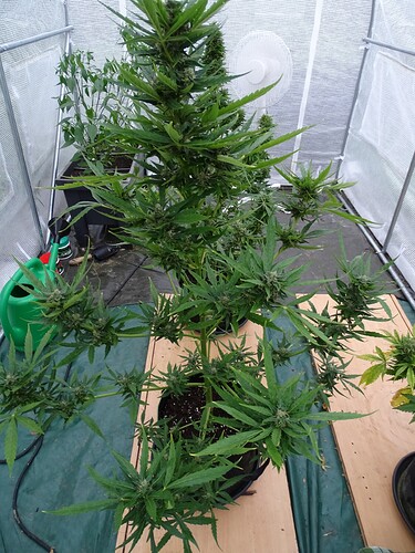 Growreport Bild 4