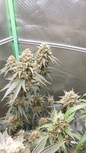 Growreport Bild 4