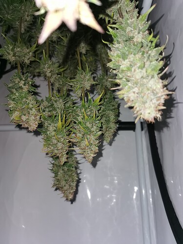Growreport Bild 2