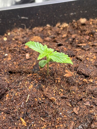 Growreport Bild 6