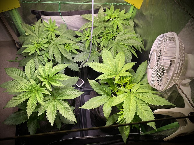 Growreport Bild 2