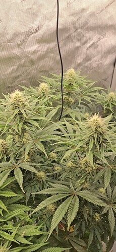 Growreport Bild 9