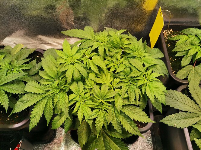 Mix grow BT2 (2)
