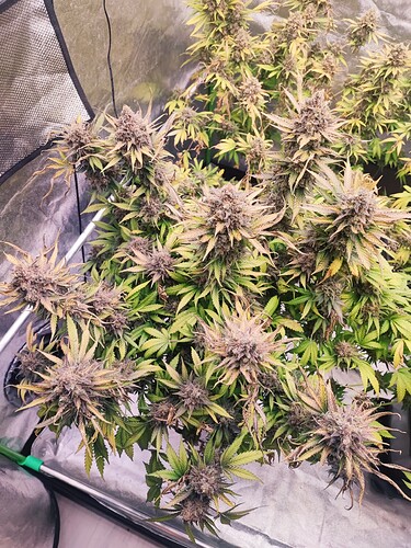 Growreport Bild 68