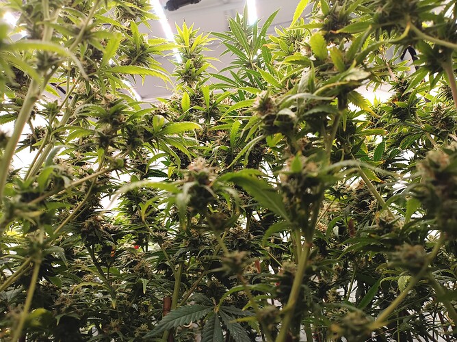 Growreport Bild 19
