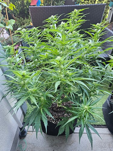 Growreport Bild 18