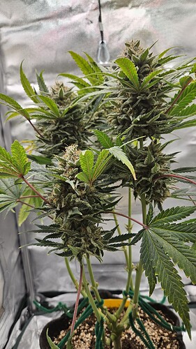 Growreport Bild 13