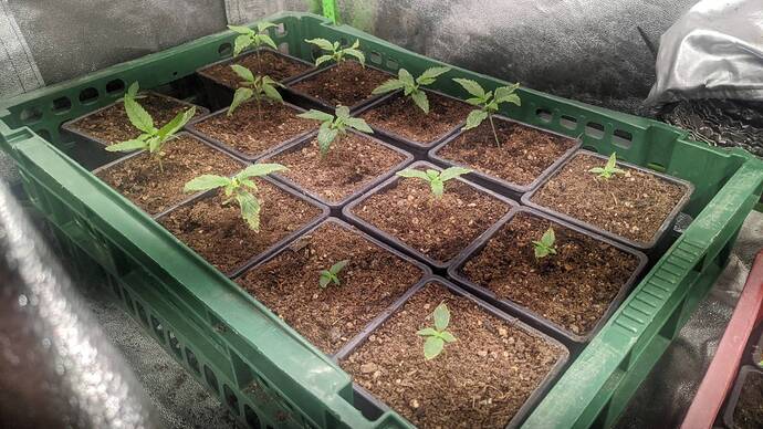 Growreport Bild 2
