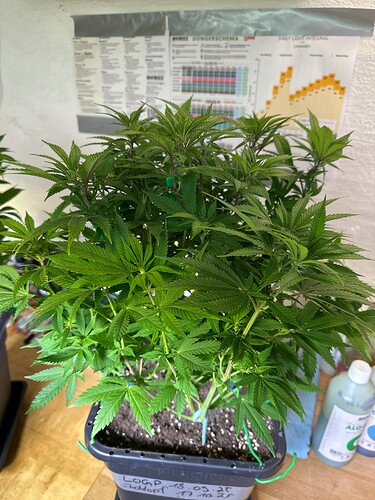 Growreport Bild 25