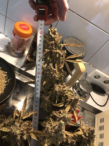 Growreport Bild 6