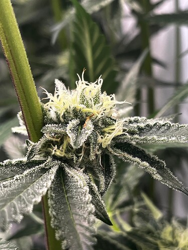 Growreport Bild 2