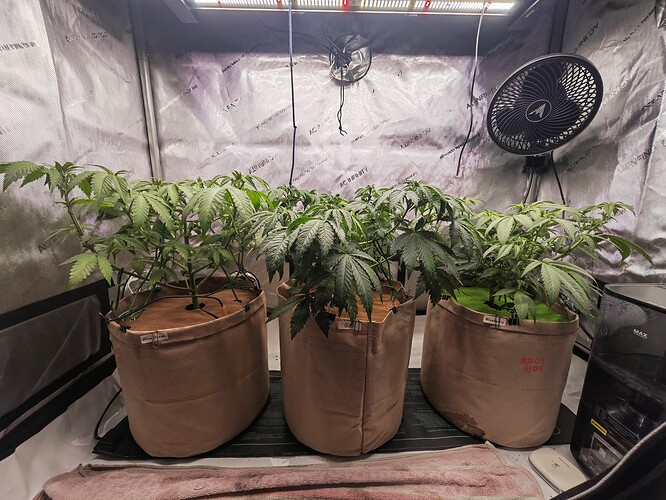 Growreport Bild 1
