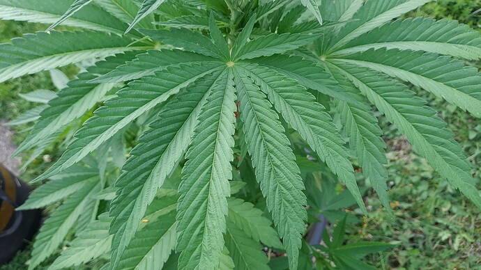 Growreport Bild 1