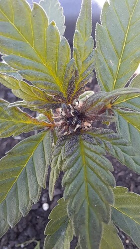 Growreport Bild 3