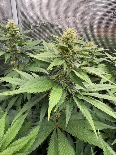 Growreport Bild 19