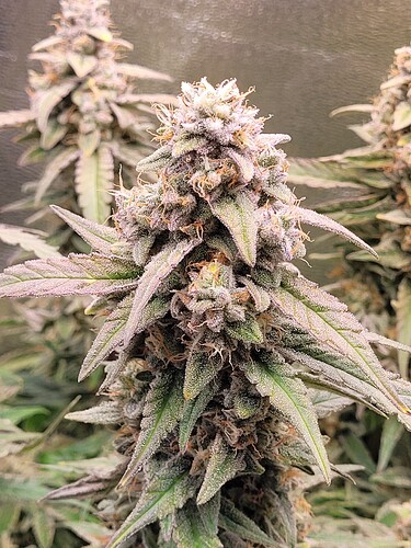 Growreport Bild 4