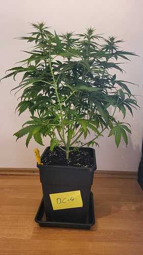 Growreport Bild 9